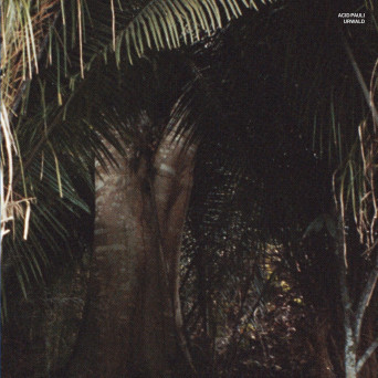 Acid Pauli – Urwald