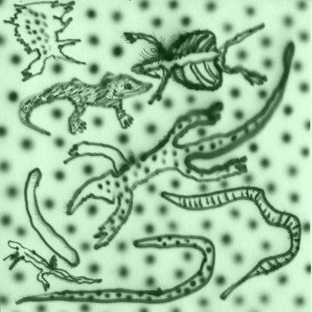 Vesu’s – List Of Lizards IV