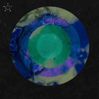 Anml Mthr – Cold Funktion EP