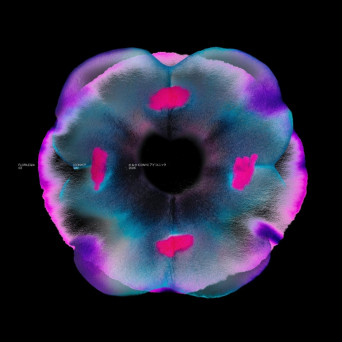 VA – Florilegia III
