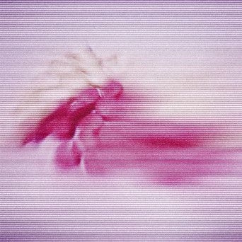 John Tejada – Moss and Pink
